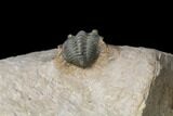 Pseudocryphaeus (Cryphina) Trilobite - Lghaft, morocco #125205-3
